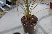 Cordoline. tree