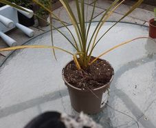 Cordoline. tree