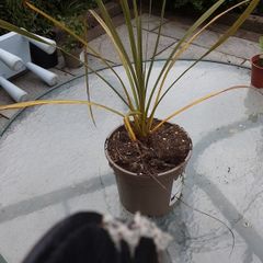 Nerine tree