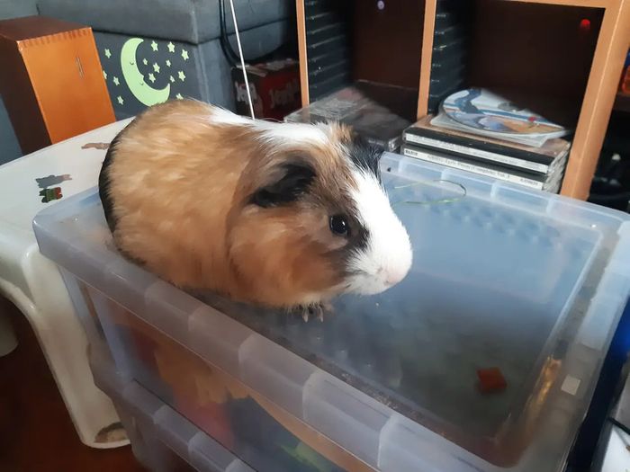 1 year old male guinea pig