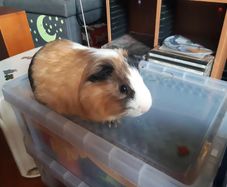 1 year old male guinea pig