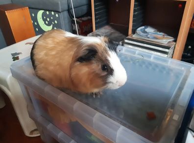 1 year old male guinea pig