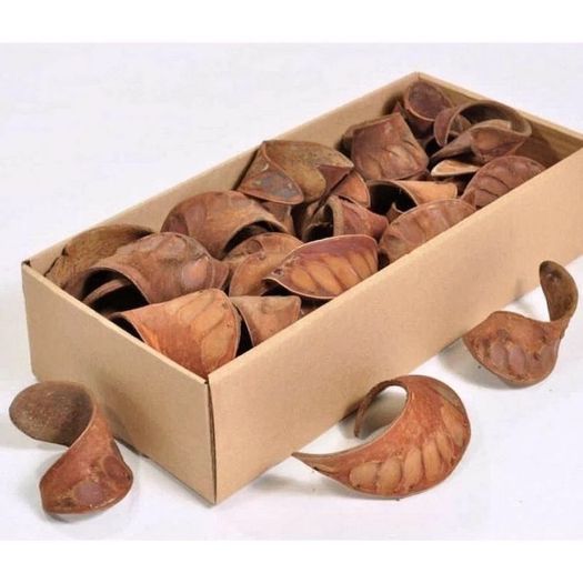 AquaCurl 8-10 cm natural decoration for fish and shrimp