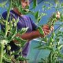 New 20 X 10FT Pro Polytunnel Galvanised With Door, FREE Delivery Image 5