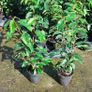 Portuguese Laurel Image 9