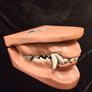 Vintage Canine Jaw Model Image 2
