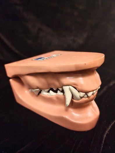 Vintage Canine Jaw Model