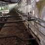 Cow Cubicles Image 2