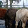 Super heifers Image 3
