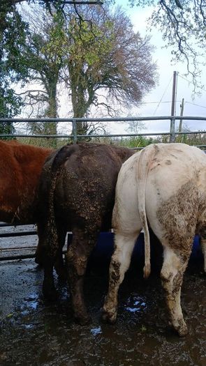 Super heifers