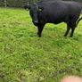 Purebred Aberdeen Angus cattle Image 3