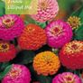Over 100 different type of seeds at 1.00 euro per pack Image 9