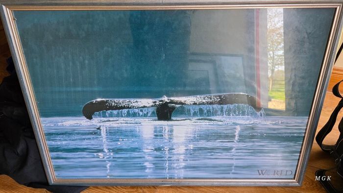 Large whale picture