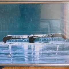 Large whale picture