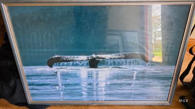 Large whale picture
