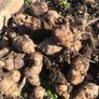 jerusalem artichoke tubers Image 3