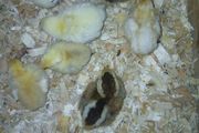Day old chicks