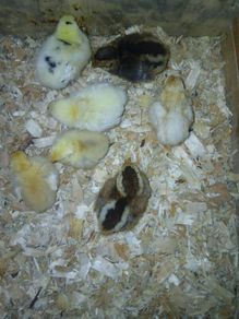 Day old chicks