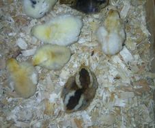 Day old chicks