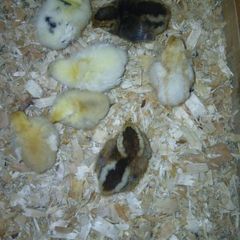 Day old chicks