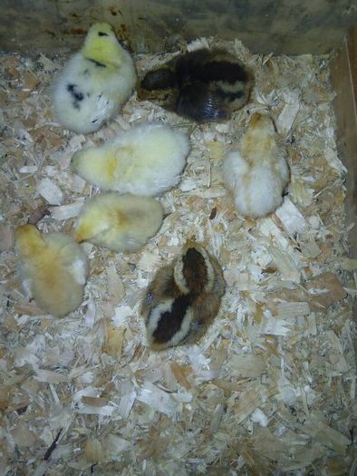 Day old chicks