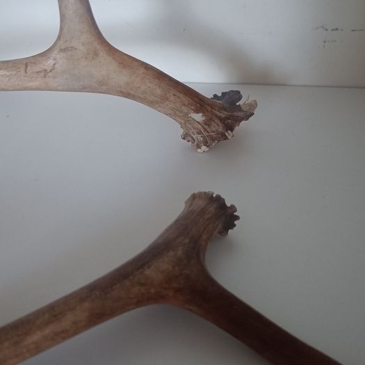 Genuine Reindeer Antlers - bought in Finnish Lapland