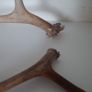 Genuine Reindeer Antlers - bought in Finnish Lapland Image 2