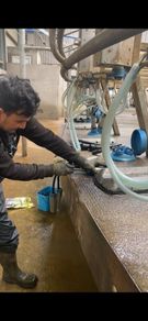 Dairy farm worker available