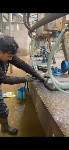 Dairy farm worker available