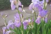 Iris Germanica Blue Rhizomes