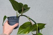 pothos