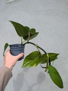pothos