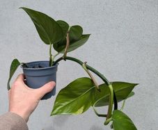 pothos