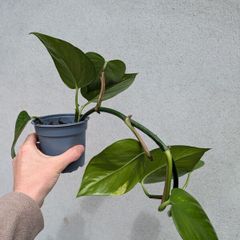 pothos