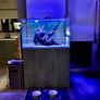PRICE DROP Aqua spec 280litre with Aqua spec Grey tall stand 2 filters and lights cichlid tank Image 3