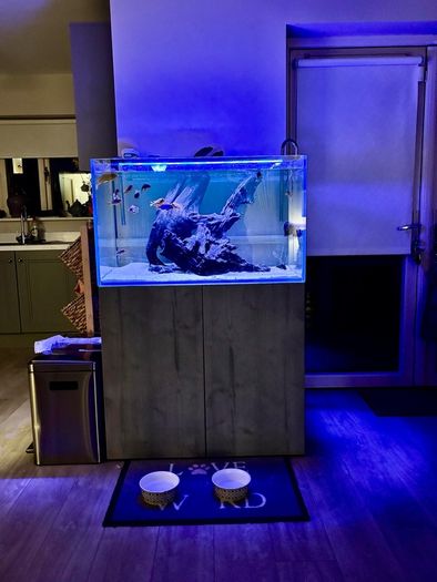 PRICE DROP Aqua spec 280litre with Aqua spec Grey tall stand 2 filters and lights cichlid tank