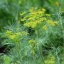 (D) Dill seeds bulk 100g packet Image 3