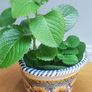 Cuban Oregano Plant with ceramic pot Image 3