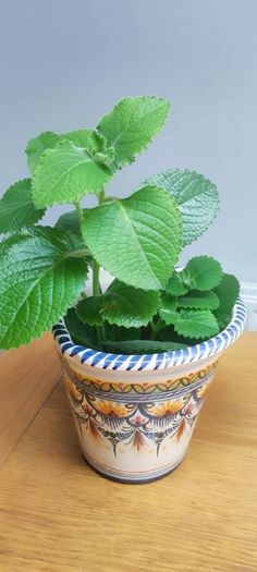 Cuban Oregano Plant with ceramic pot