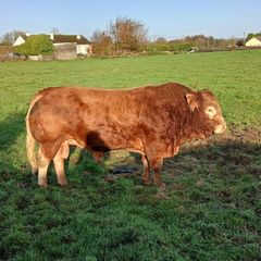 Limousin bull