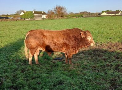 Limousin bull