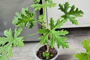 Lemon scented geranium