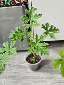 Lemon scented geranium