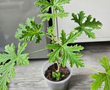 Lemon scented geranium