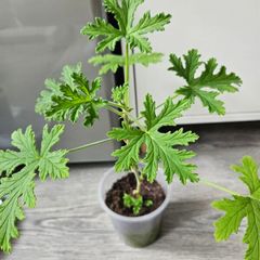 Lemon scented geranium