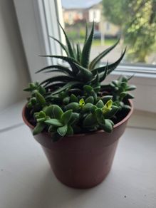 Succulent Plant