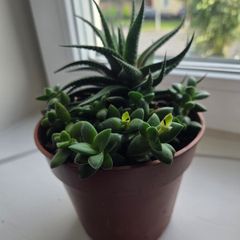 Succulent Plant