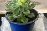 flower Succulent