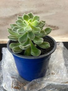 flower Succulent