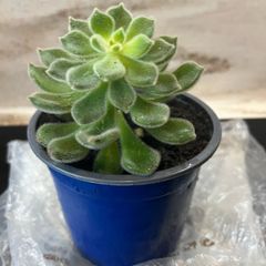 flower Succulent